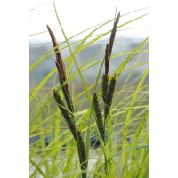 schmale Sumpfsegge Carex gracilis