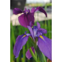 jap.Sumpfiris Iris kaempferi blau