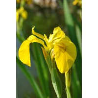 gelbe Sumpfschwertlilie Iris pseudacorus