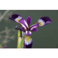 Ak.Schwertrlilie blau Iris versicolor