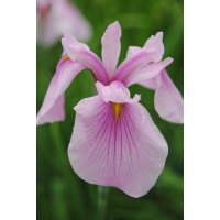 jap.rosa Wasserschwertlilie Iris laevigata Rose Queen