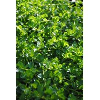 rundblättrige Rotala rotundifolia green