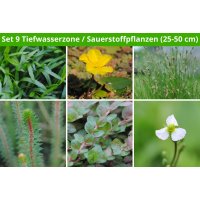 6 er Sortiment Tiefwasserzone/Sauerstoffpflanzen 2 (25 -...