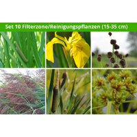 6 er Sortiment Filterzone/Reinigungspflanzen (15 - 35 cm)
